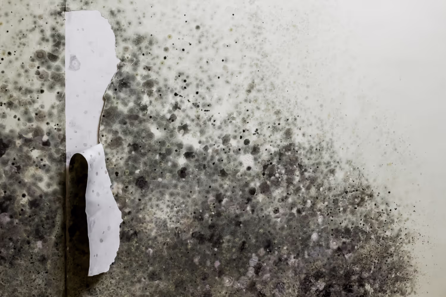 More About Mold Load